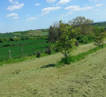 Svetosavska | 4zida.rs