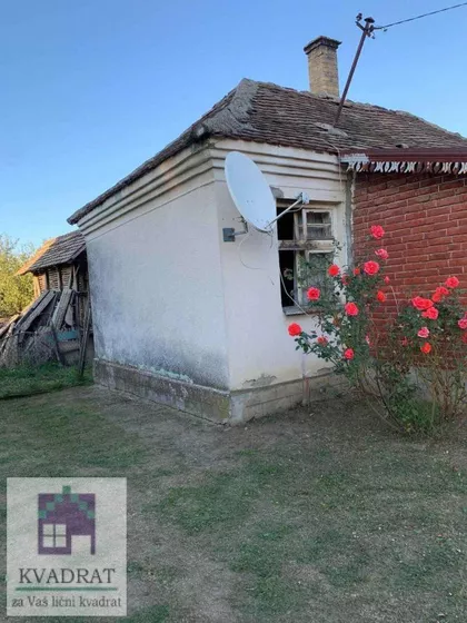 Pambukovica | 4zida.rs