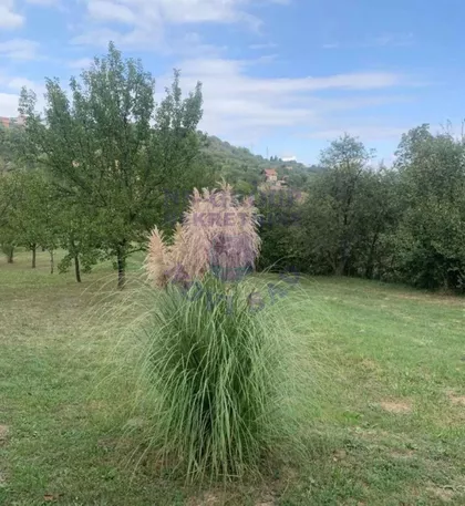 Čardak | 4zida.rs