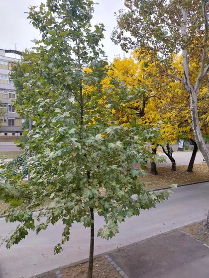Aleja Maršala Tita 27D | 4zida.rs