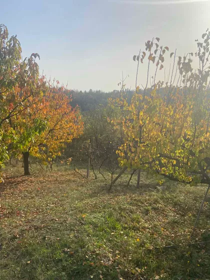 Strazarska kosa | 4zida.rs