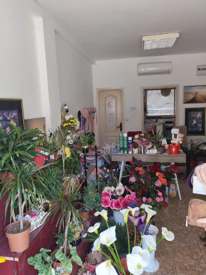 Vojvode Mišića | 4zida.rs