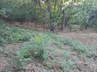 Rakovac, Okolne lokacije, Beočin | 4zida.rs