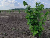 Gornje Jarušice, Okolne lokacije, Kragujevac | 4zida.rs