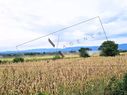 Vrba | 4zida.rs