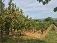 Gradske lokacije, Beočin | 4zida.rs