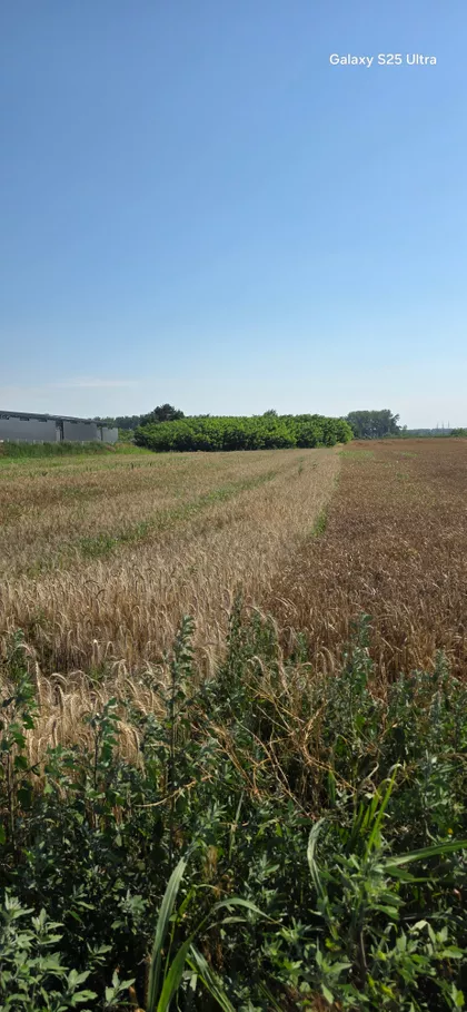 Ratno Ostrvo | 4zida.rs