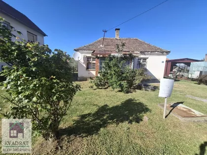 Pambukovica | 4zida.rs