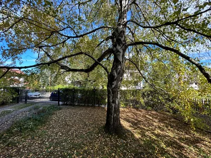 Momira Korunovića | 4zida.rs