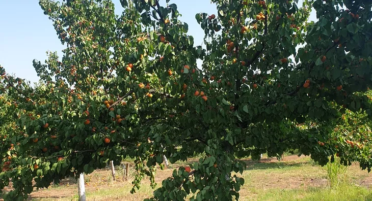 Poljoprivredno zemljište | 4zida