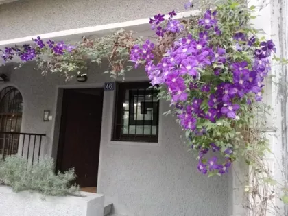 Žarkovačka | 4zida.rs