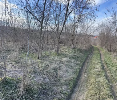 Boleč