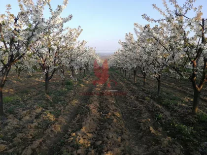 Koraćica | 4zida.rs