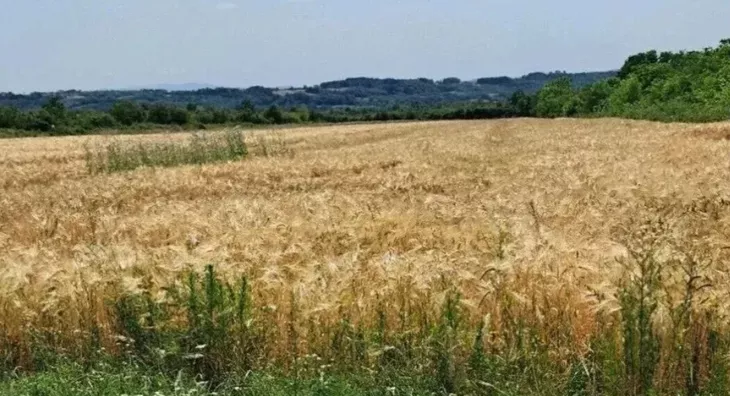 Poljoprivredno zemljište | 4zida