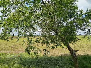 Stari Banovci