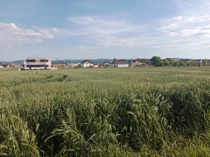 Anastasa Bocarića | 4zida.rs