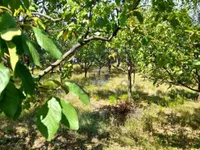Banoštor, Okolne lokacije, Beočin | 4zida.rs