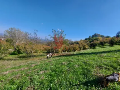 Orašac | 4zida.rs