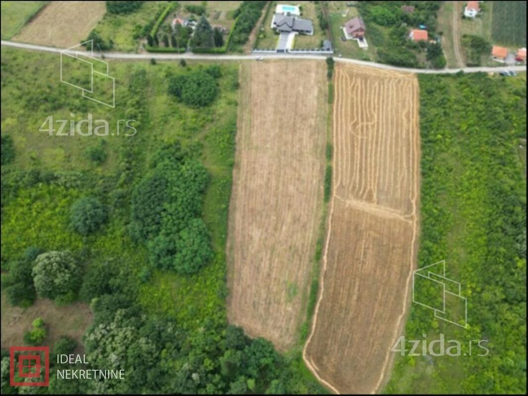 Trešnja - Prikaz 5