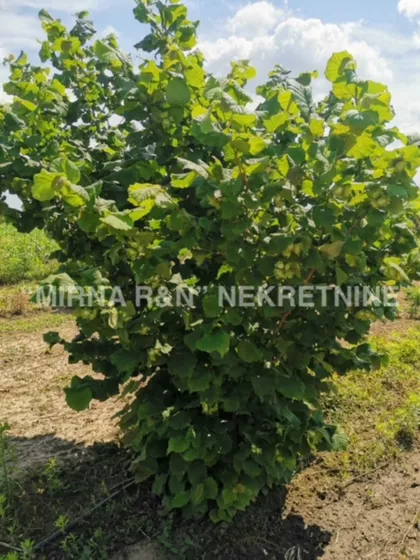 Kljajićevo | 4zida.rs