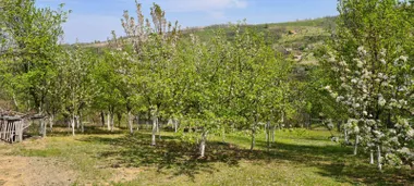 Dumbovo