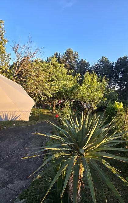 Dragiše Vitoševića | 4zida.rs