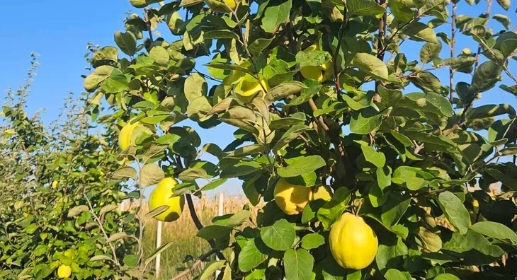 Poljoprivredno zemljište | 4zida