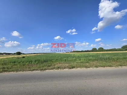 Žarkih Suncokreta | 4zida.rs