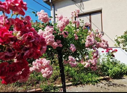 Čede Đurđevića 23 | 4zida.rs