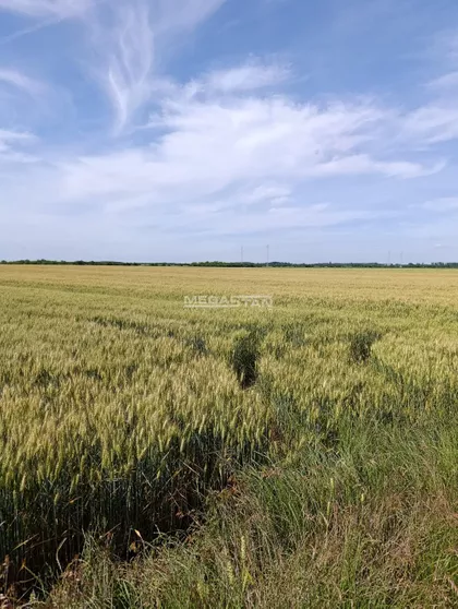 Ovča | 4zida.rs