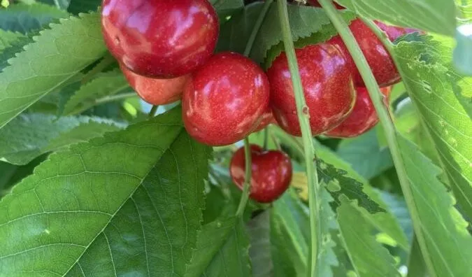 Poljoprivredno zemljište | 4zida