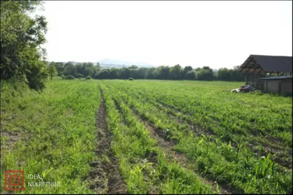 Kolonija | 4zida.rs