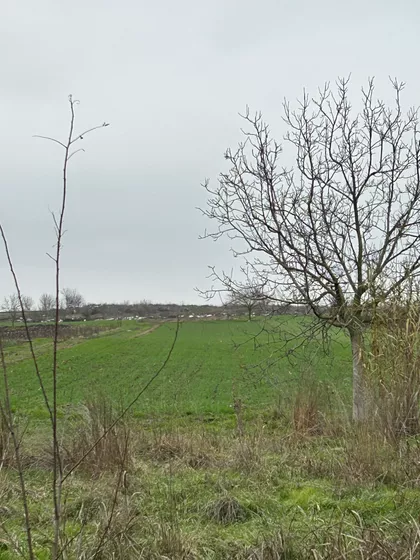 Cara Lazara | 4zida.rs