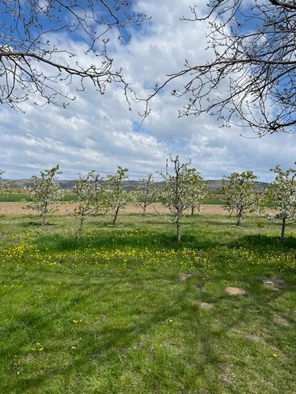 Krušedol Prnjavor | 4zida.rs