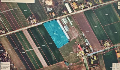 Muškatla | 4zida.rs