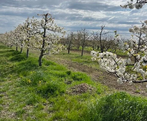 Poljoprivredno zemljište | 4zida