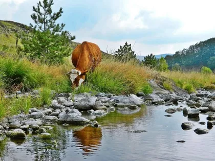 Tometino Polje Bb | 4zida.rs
