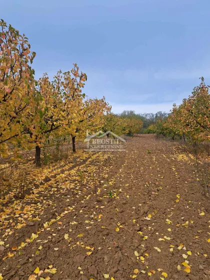 Zaklopača | 4zida.rs