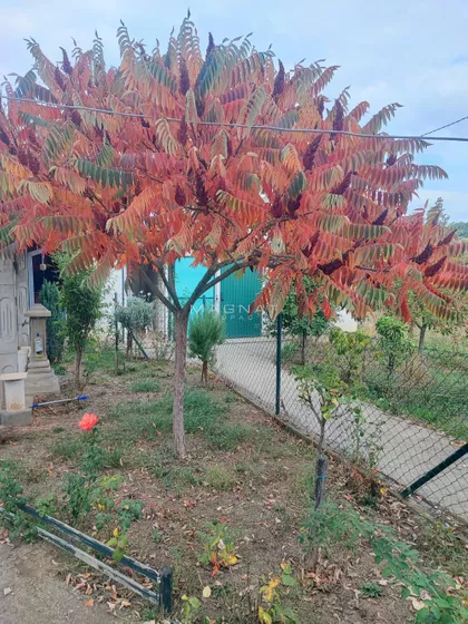 Mali Požarevac | 4zida.rs