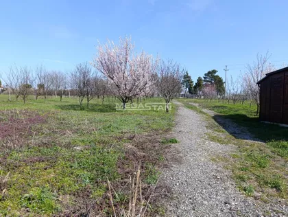 Ostružnica | 4zida.rs