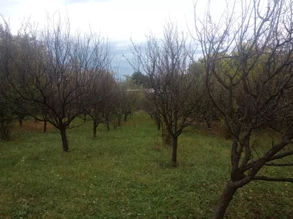 Fruškogorski Put | 4zida.rs