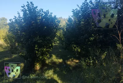 Umčari | 4zida.rs