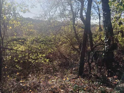 Živkovci | 4zida.rs