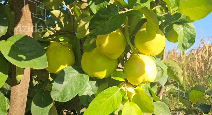 Poljoprivredno zemljište | 4zida