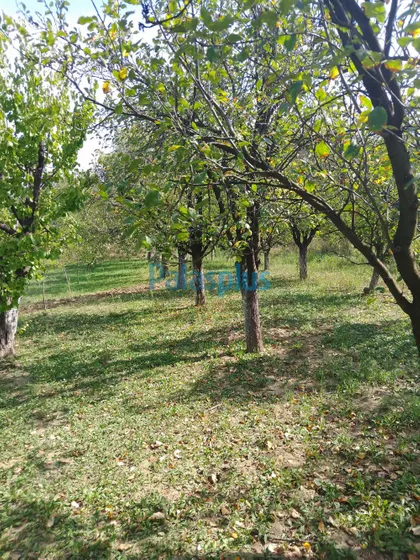 Careva glavica | 4zida.rs