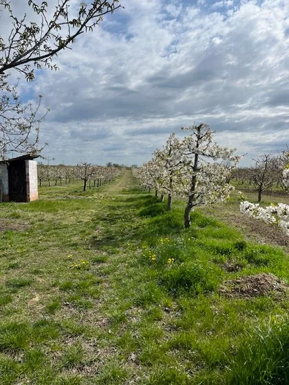 Krušedol Prnjavor | 4zida.rs