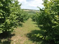 Donje Štiplje, Okolne lokacije, Jagodina | 4zida.rs