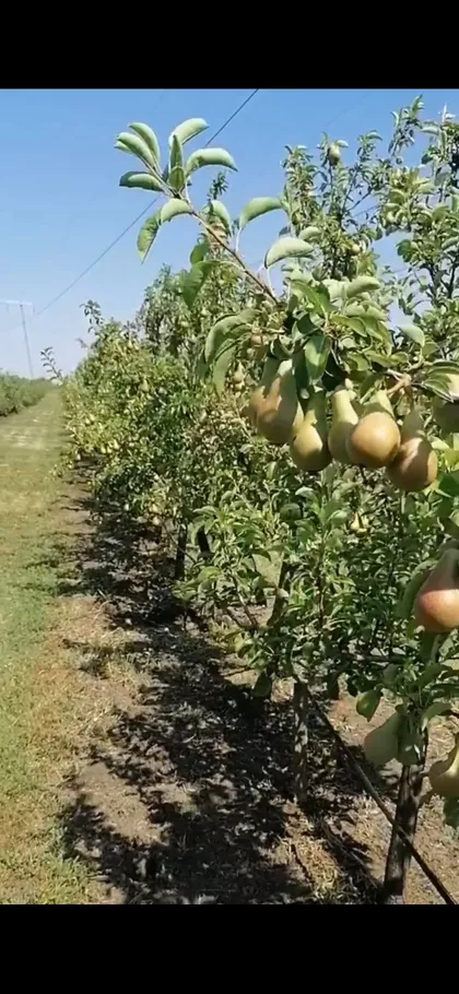 Okolne lokacije | 4zida.rs