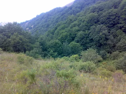 Treska | 4zida.rs