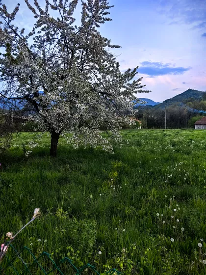 Progorelica | 4zida.rs